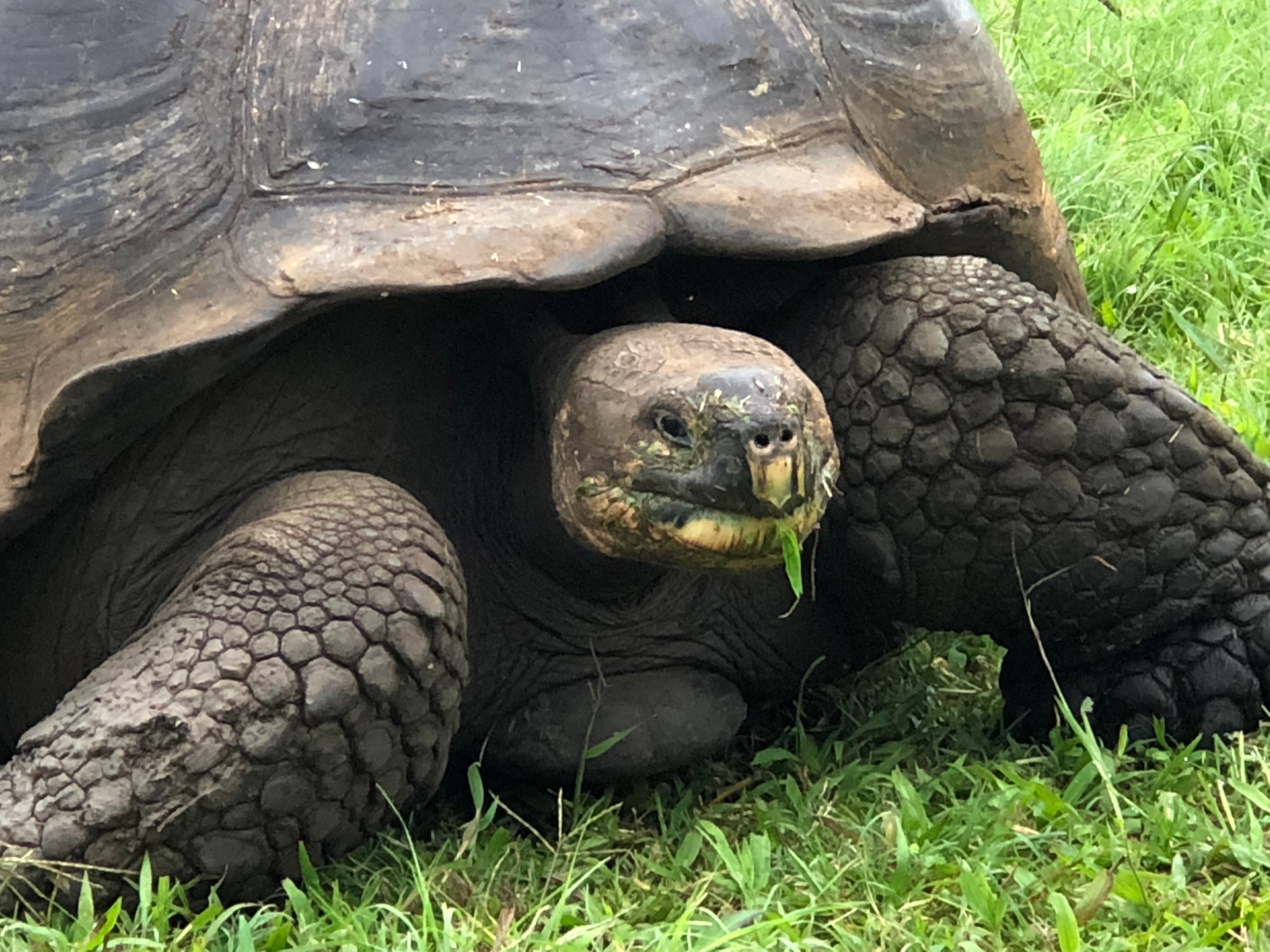 Teaching the Galapagos