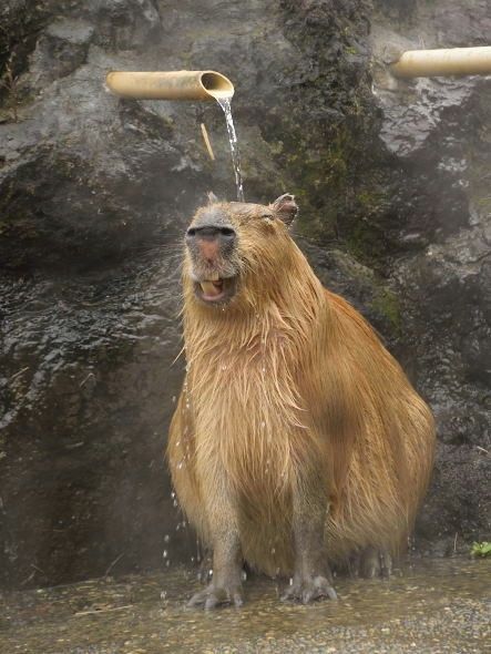 una capibara contenta