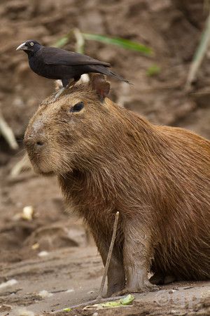 una capibara contenta